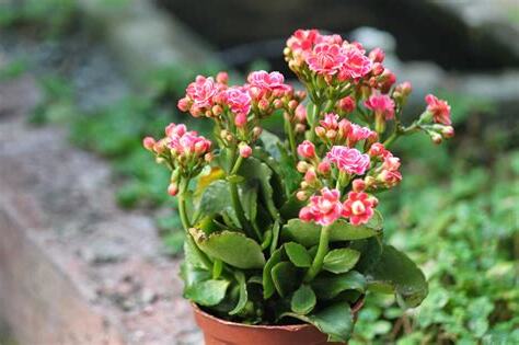 長壽 花